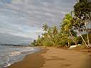 Plage de cocotier